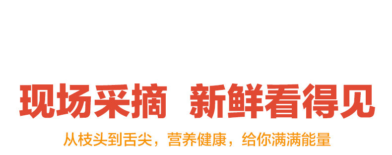  邮乡甜 【2024新果】 大凉山盐源丑苹果脆甜当季新鲜水果