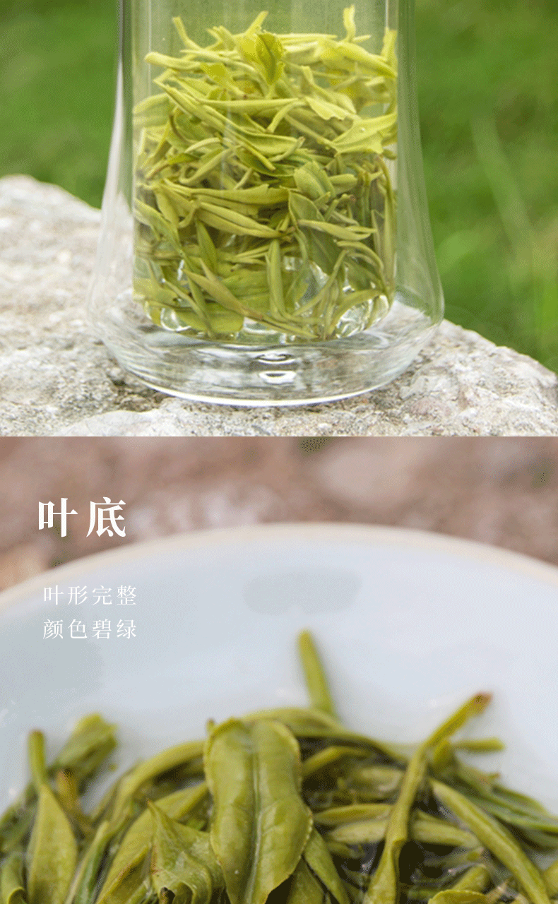 云朵上的茶 北川明前绿茶羌雪玉芽