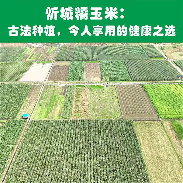 邮政农品 【来宾】忻城特产带皮鲜糯玉米带箱5斤装（下单三天内发货）