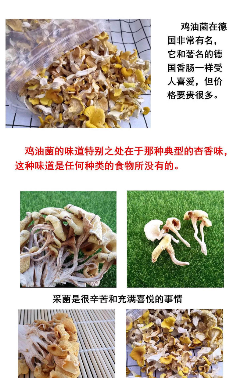 邮政农品 【广西贺州特产】鸡油菌40g