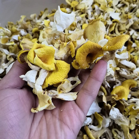 邮政农品 【广西贺州特产】鸡油菌40g