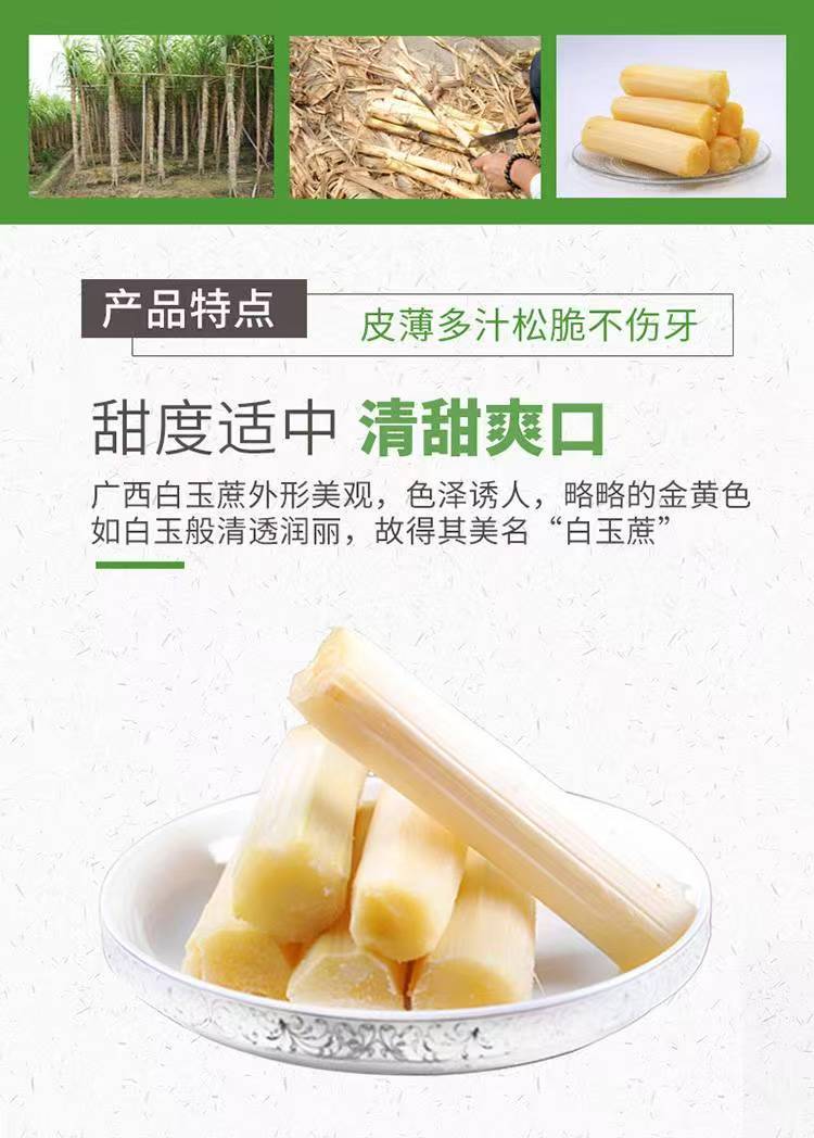 邮政农品 广西贵港木格白玉蔗5斤装