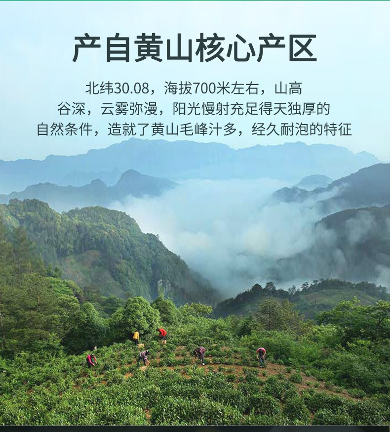  和沁春 黄山毛峰2023新茶一级特级春季明前头采高档陶瓷罐装