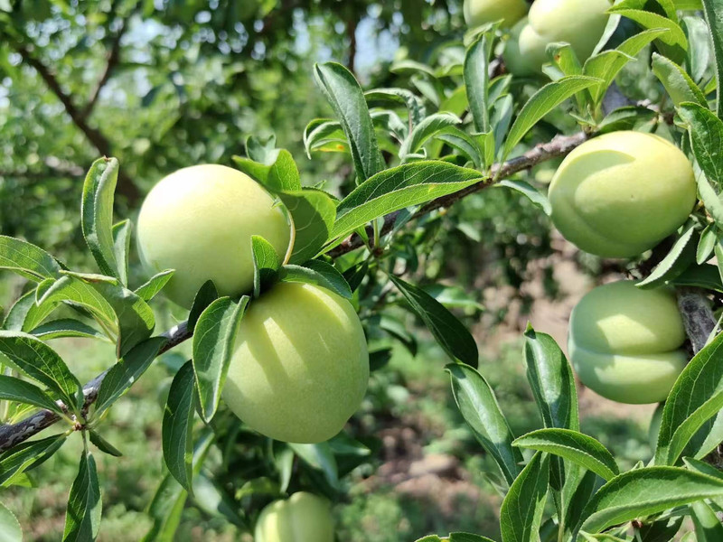 自产自销 林州特色大黄李10斤装