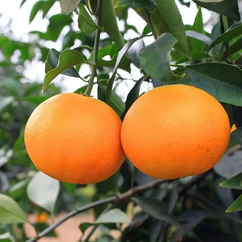 丰登鲜生 爱媛38号果冻橙新鲜橙子水果当季整箱柑橘蜜桔子