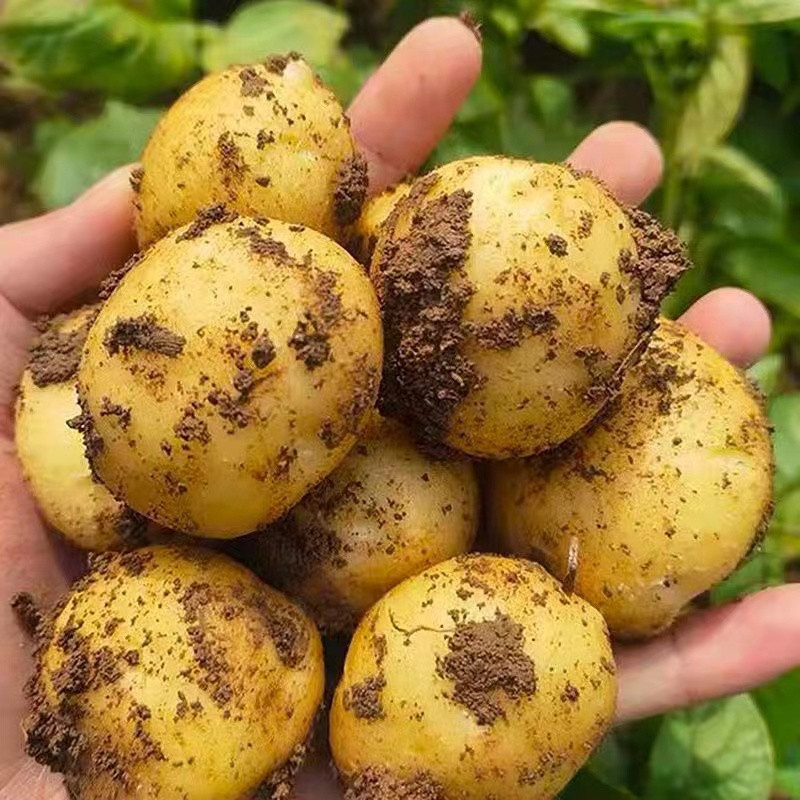 丰登鲜生 新鲜土豆品黄心洋芋马铃薯小土豆蔬菜黄心马铃薯