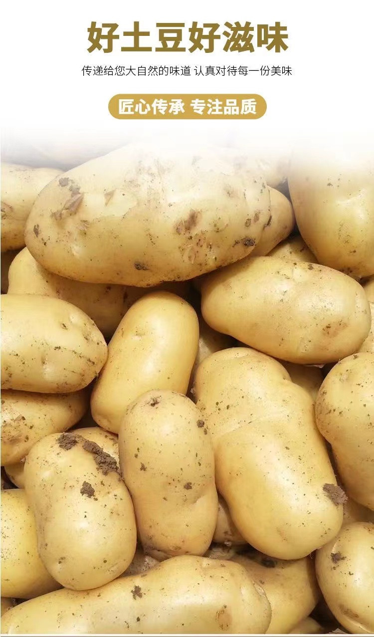 丰登鲜生 新鲜土豆品黄心洋芋马铃薯小土豆蔬菜黄心马铃薯