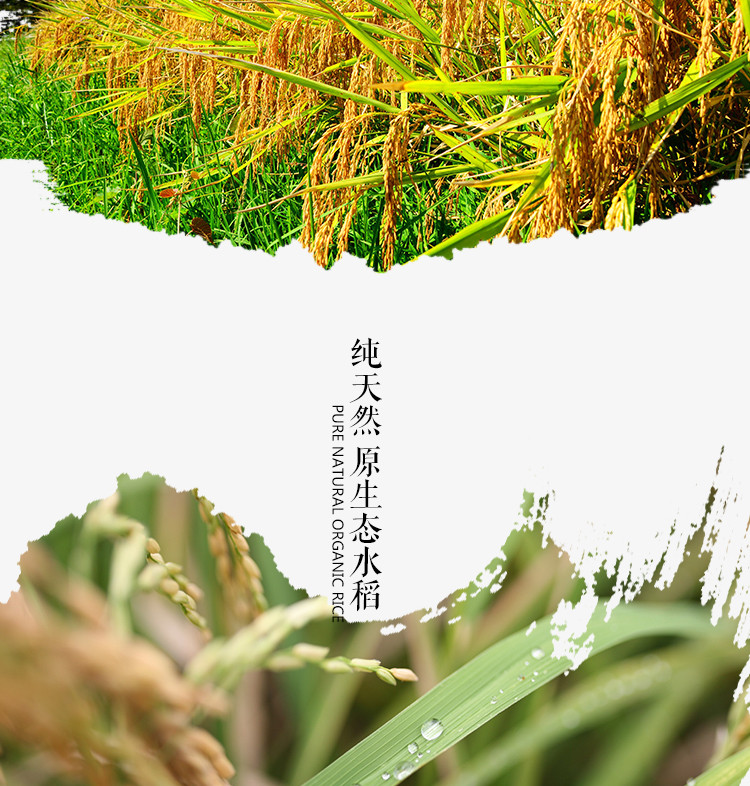 申源 鲜米5KG晚籼稻长粒香米信阳大米