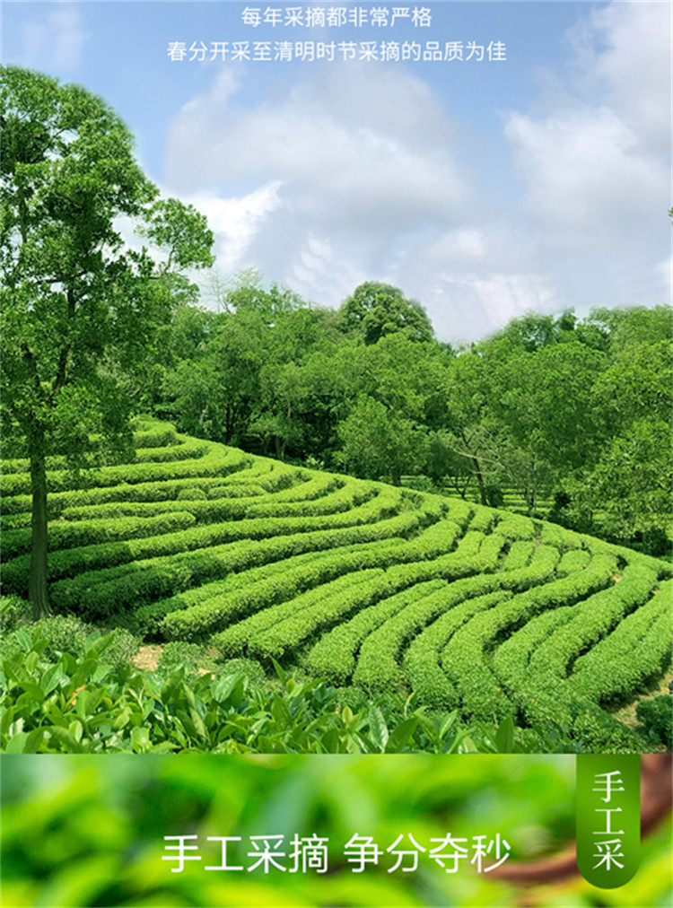 信隆晟 【信阳邮政】信阳毛尖茶明前嫩芽绿茶栗香浓香型250g礼盒装