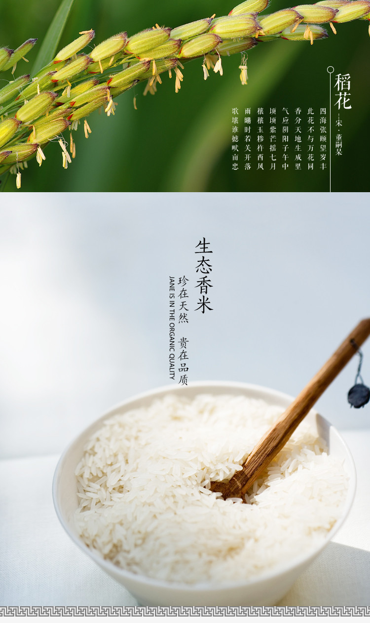 申源 【信阳邮政】晚籼稻生态香米10斤长粒香米