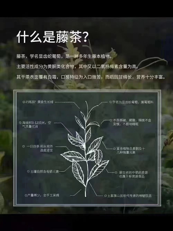 尝诺 大山深处养生龙须藤茶240g/盒