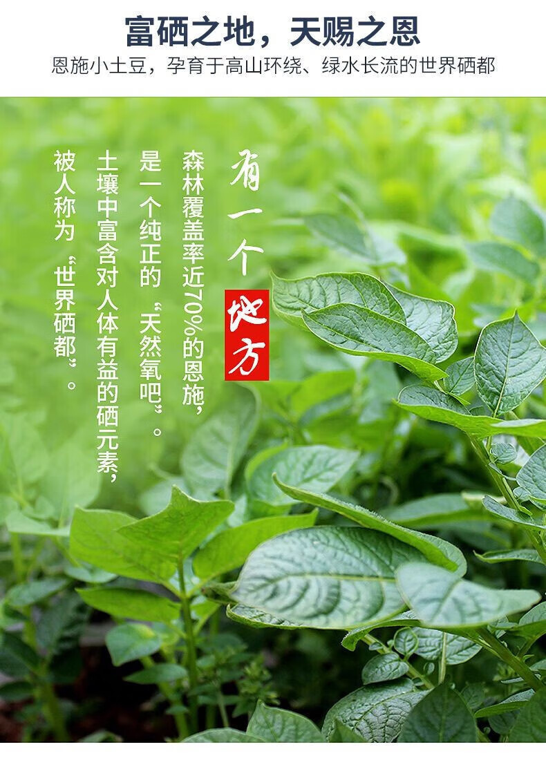 尝诺 恩施小土豆含硒高山黄心马铃薯新鲜蔬菜生鲜带箱 5斤装