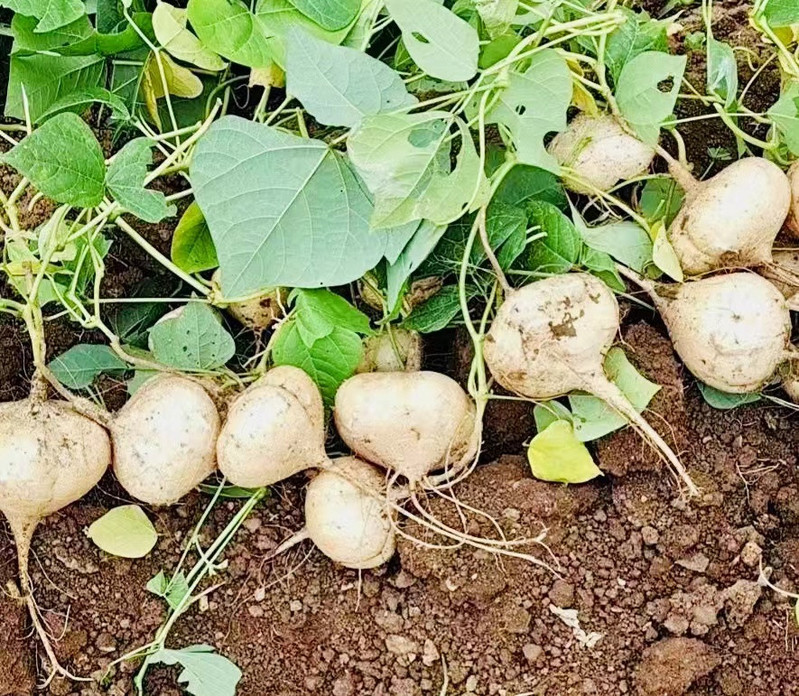 农家自产 都匀墨冲本地黑泥沙地种植地瓜 水分充足 脆甜圆润