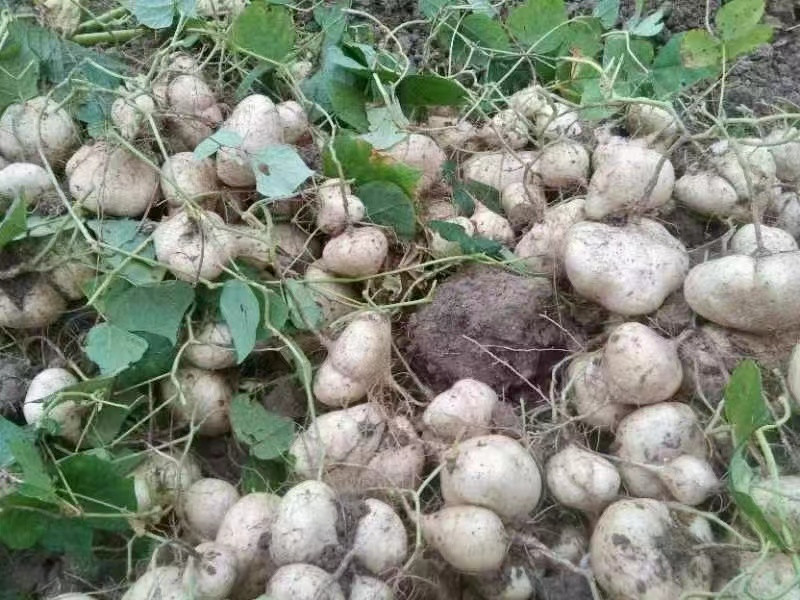 农家自产 都匀墨冲本地黑泥沙地种植地瓜 水分充足 脆甜圆润