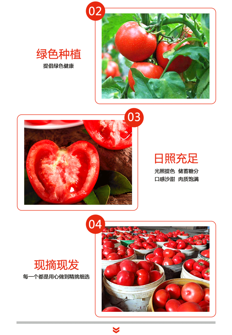 鲜农丰物 【顺丰包邮】新疆沙瓤番茄西红柿约5斤家庭装现摘农家时令新鲜果