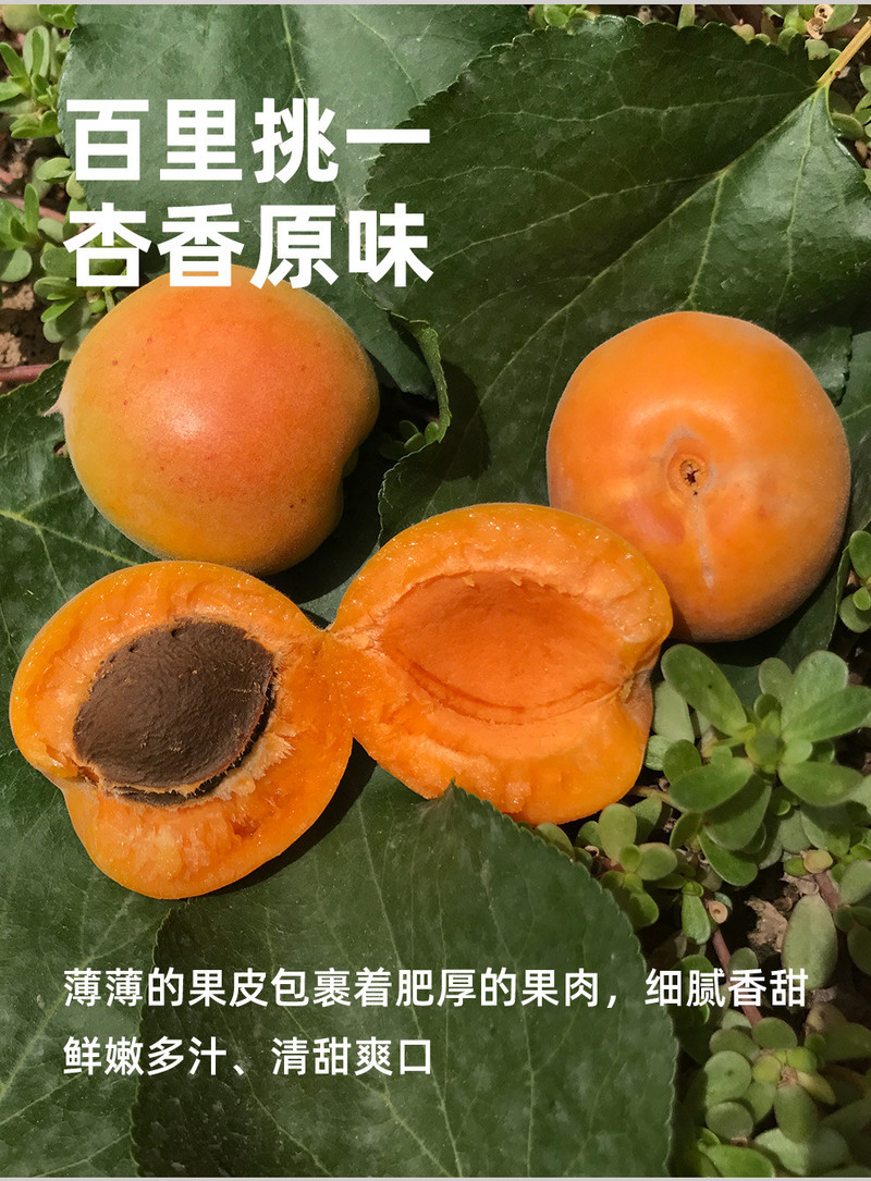 鲜农丰物 【顺丰包邮】新疆小红杏新鲜水果吊干杏当季甜杏子