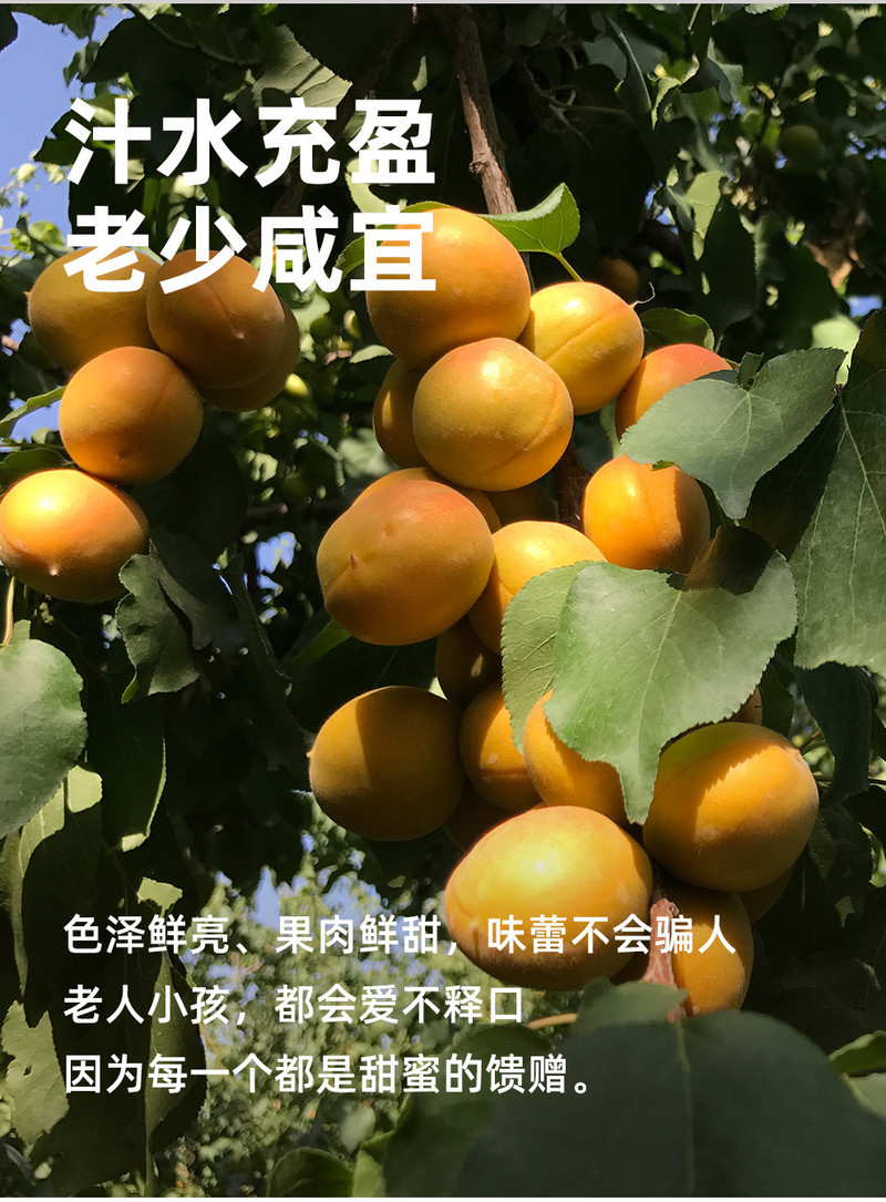 鲜农丰物 【顺丰包邮】新疆小红杏新鲜水果吊干杏当季甜杏子