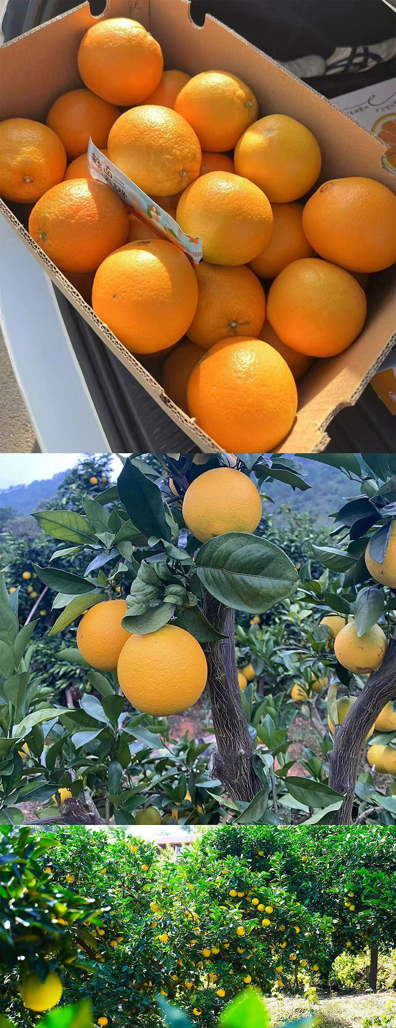  洛阳农品馆 手绘小镇 赣南脐橙10kg（精品大果）新鲜水果橙子