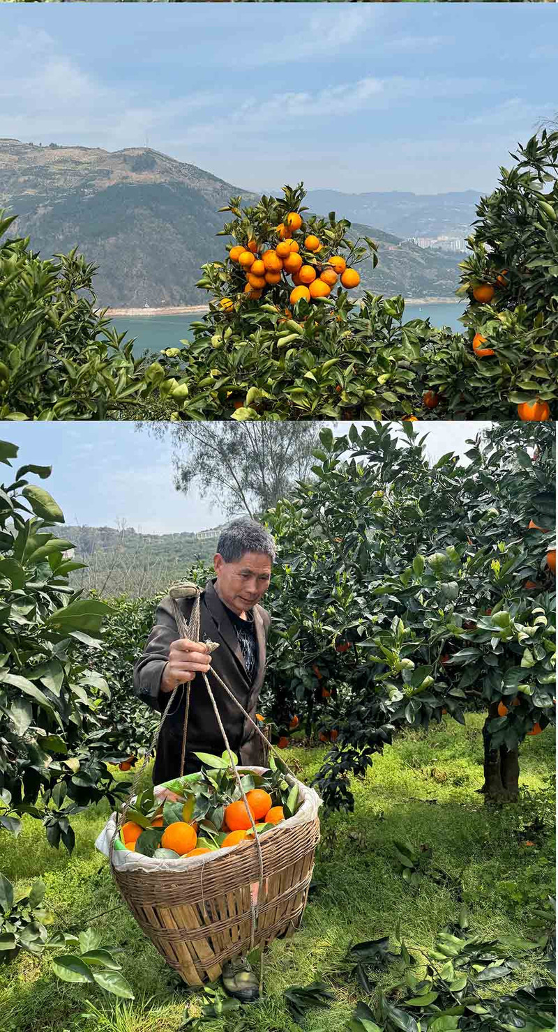  手绘小镇 洛阳农品 奉节脐橙4.5kg精品果 果园现摘新鲜水果橙子