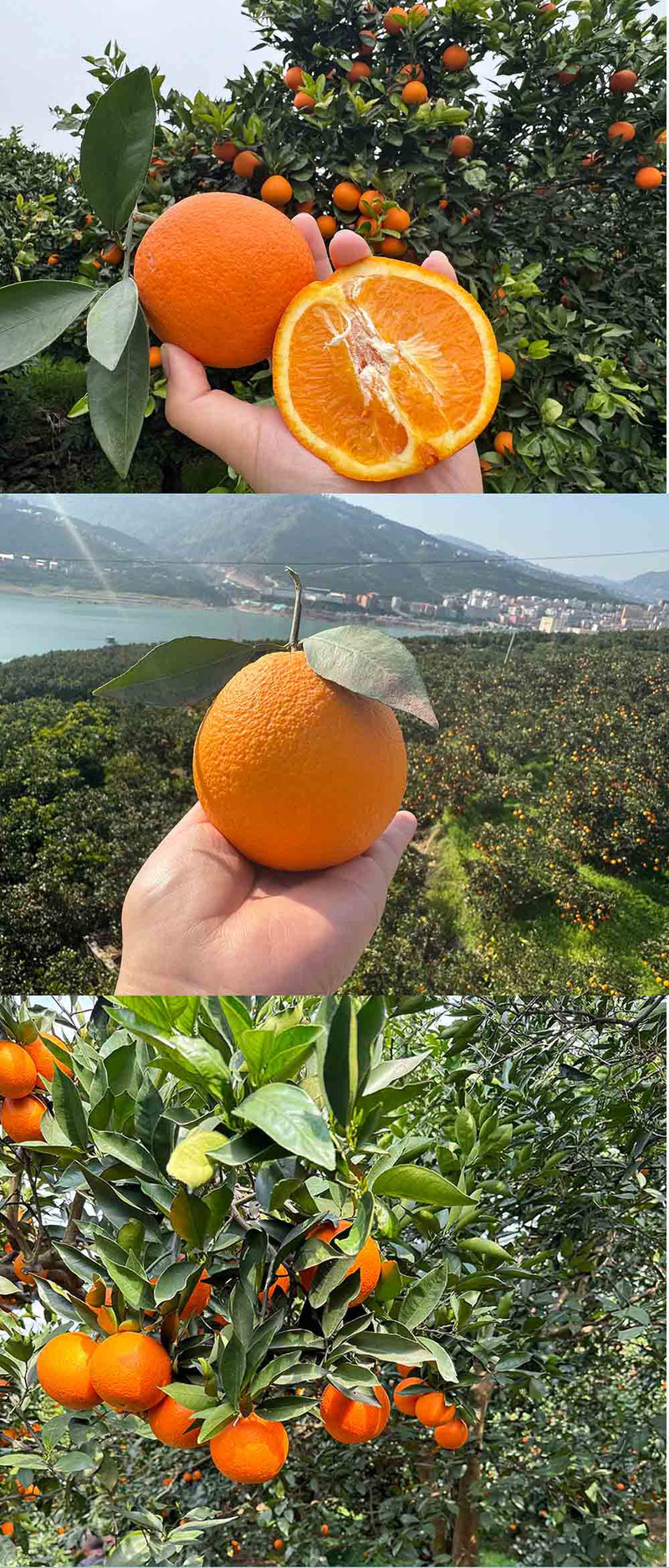  手绘小镇 洛阳农品 奉节脐橙4.5kg精品果 果园现摘新鲜水果橙子