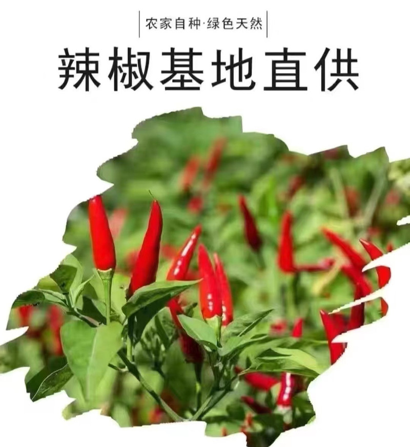 船山之都 【湖南衡阳县】新干辣椒特辣干红（魔鬼辣）辣椒250g