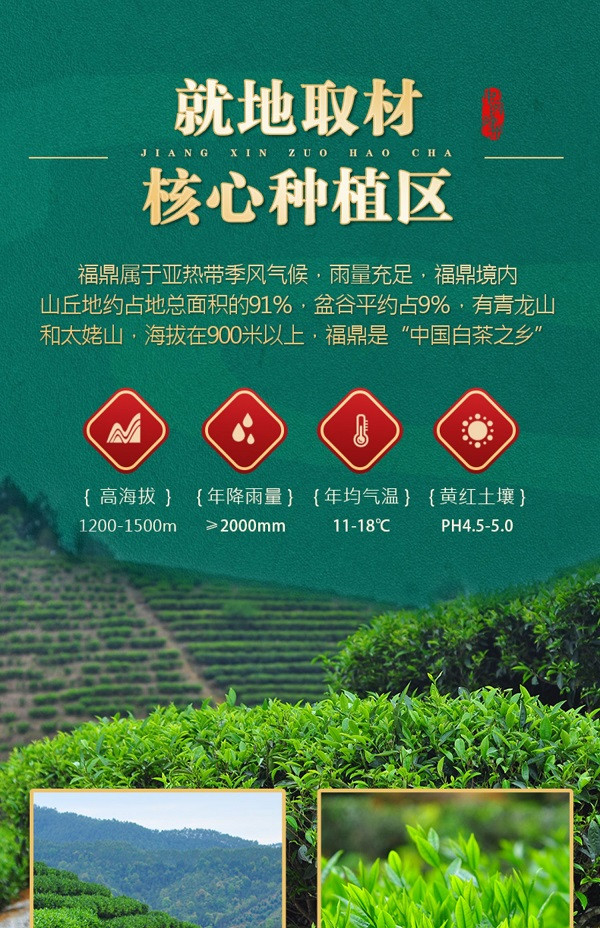 候达  正宗福鼎老白茶龙珠老白茶老寿眉茶叶糯米小沱茶送礼高档礼盒装