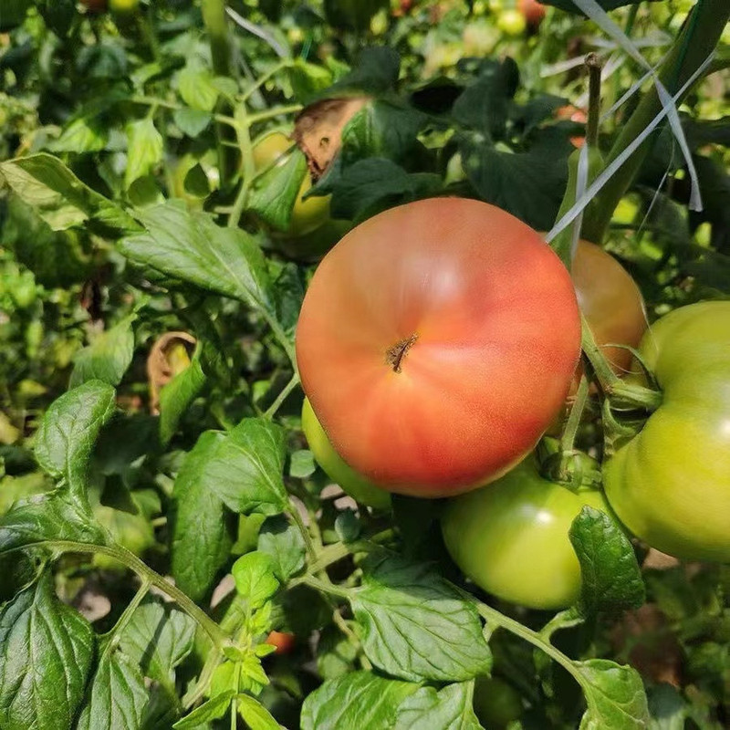 农家自产 【标准村】城郊乡革命村老式西红柿