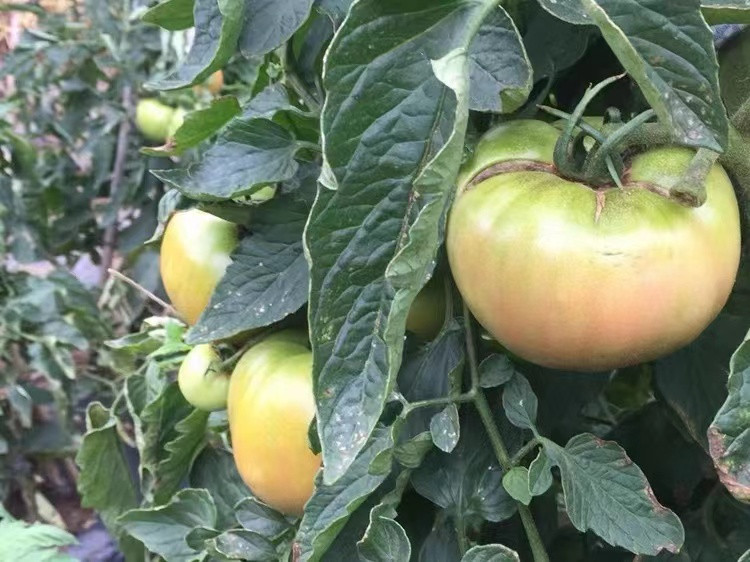 农家自产 【标准村】城郊乡革命村老式西红柿