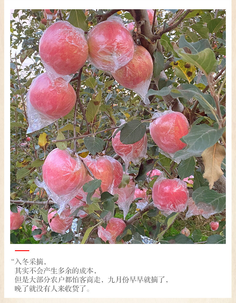 一田一果 运城红富士苹果75#-80#