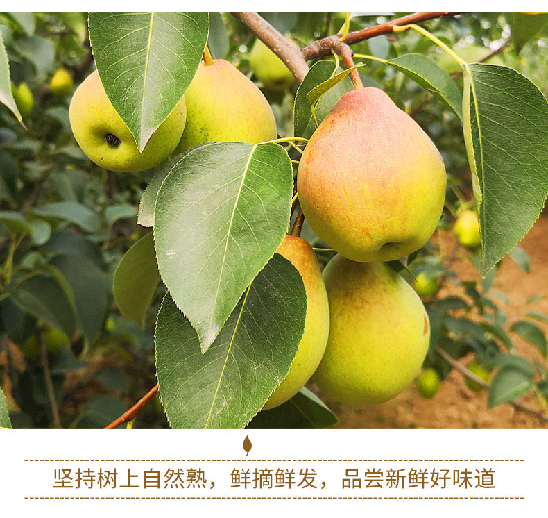 翠王 河北清甜多汁红香酥梨（单果120g+） 8斤