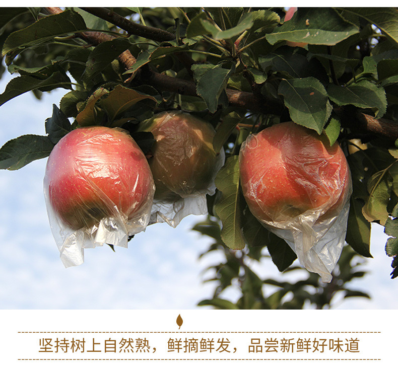 翠王 正宗新疆阿克苏苹果（果径80mm+） 5斤