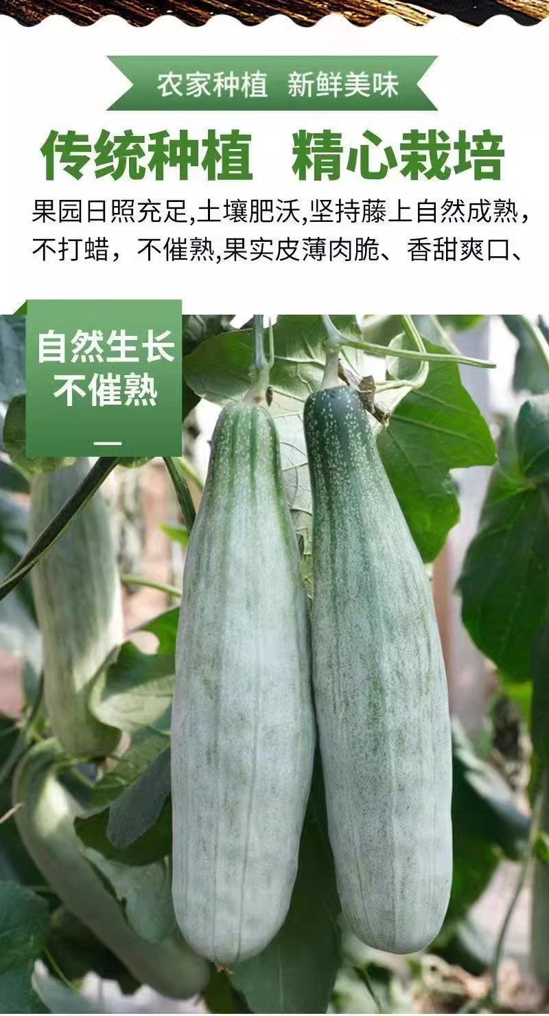 鲜小盼 新鲜应季当季现摘5斤水果羊角蜜甜瓜香脆可口