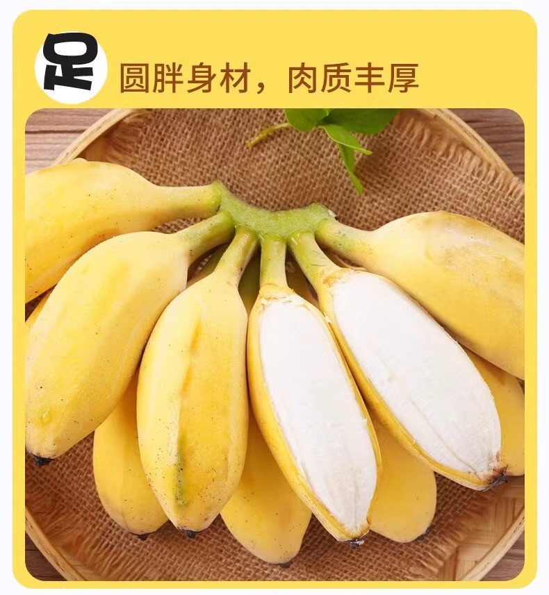 鲜小盼 正宗广西小米蕉5斤香蕉新鲜水果当季小香蕉自然熟苹果