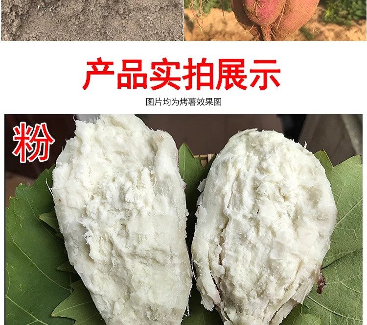 鲜小盼 新鲜白心薯【9斤】白瓤爆皮王9斤干面当季沙地番薯现挖现发