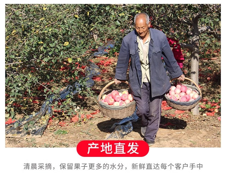 鲜小盼 【3斤】红富士苹果脆甜多汁水果产地直发红富士苹果
