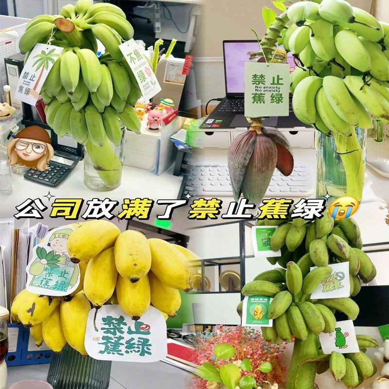 鲜小盼 【助农】整串小米蕉【1把蕉】办公室水培香蕉绿芭蕉绿植小米蕉