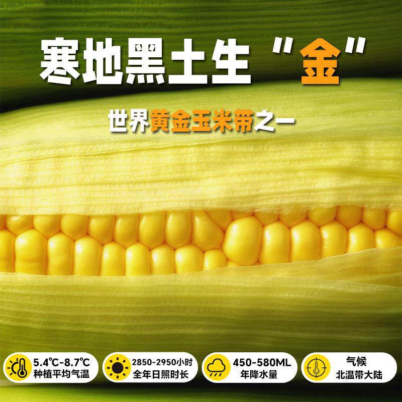 鲜小盼 黄糯玉米【3棒】大棒200g+香甜软糯粘玉米东北特产开袋即食