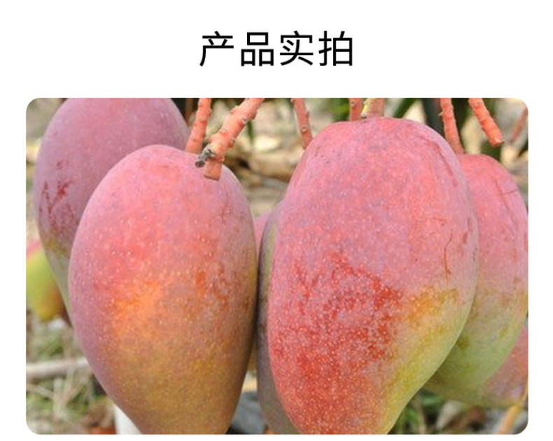 鲜小盼 【助农】正宗广西贵妃芒 3斤 新鲜水果芒果皮薄肉厚