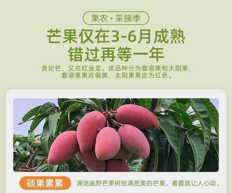 鲜小盼 【助农】广西贵妃芒 5斤 新鲜现摘现发芒果果园直发