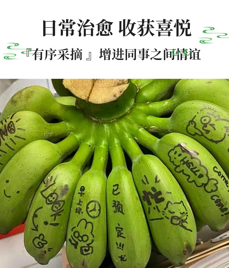 鲜小盼 【帮扶】禁止蕉绿色整串2把蕉 小米蕉办公室绿植可观赏可食用