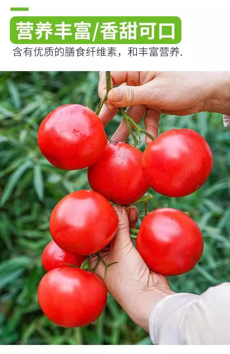鲜小盼 【助农】正宗普罗旺斯 3斤 新鲜美味番茄个大饱满