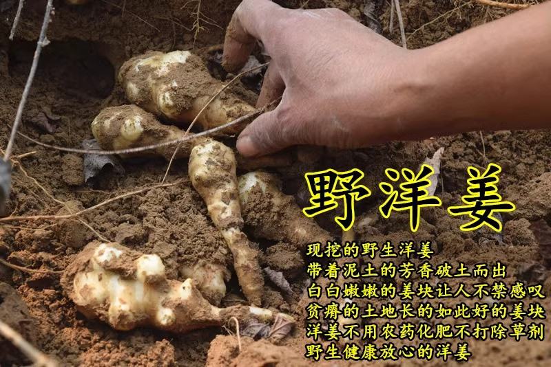 鲜小盼 【帮扶】洋姜新鲜现挖3斤鬼子姜不辣农家酱菜腌菜泡菜菊芋