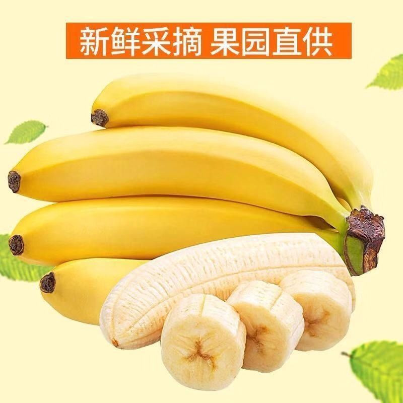 鲜小盼 香蕉5斤甜爆当季新鲜水果【巴西蕉】现摘现发青蕉天宝蕉