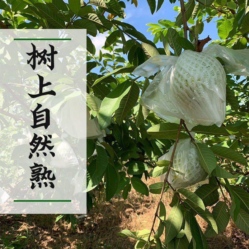 鲜小盼 白心芭乐番石榴【3斤】脆甜当季每日现摘新鲜水果孕妇水果精选