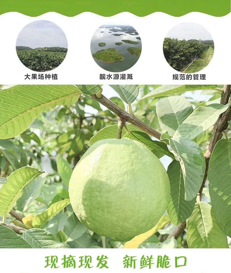 鲜小盼 白心芭乐番石榴【3斤】脆甜当季每日现摘新鲜水果孕妇水果精选