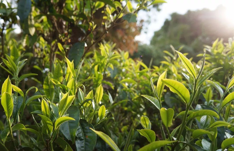 葛小叔 葛小叔茶油食用油纯茶油纯正有机茶籽油孕妇礼盒装子油白茶油