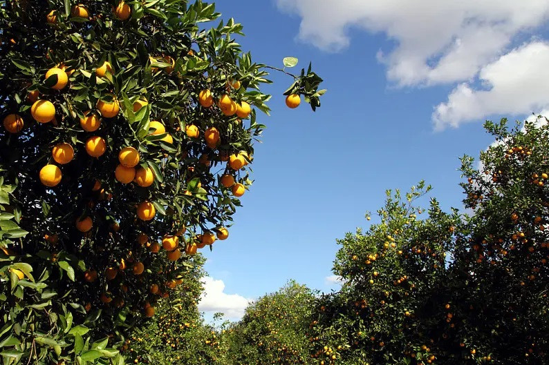 农家自产自销 柑橘10kg(70-75mm）
