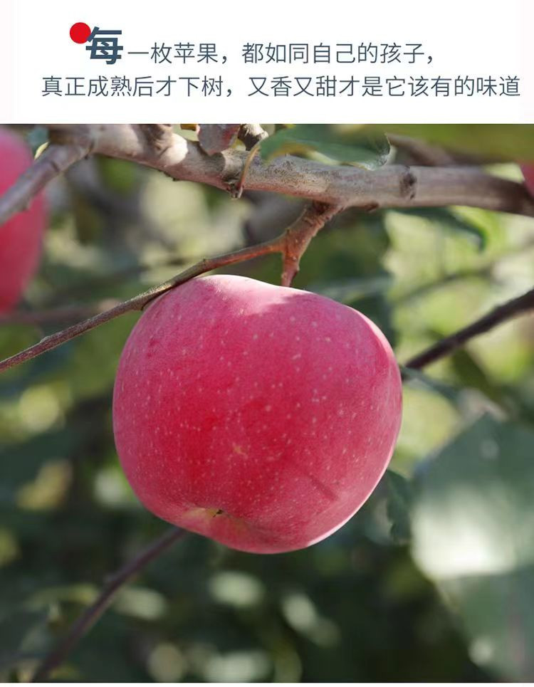 晗梅 巴东县红苹果10斤/箱