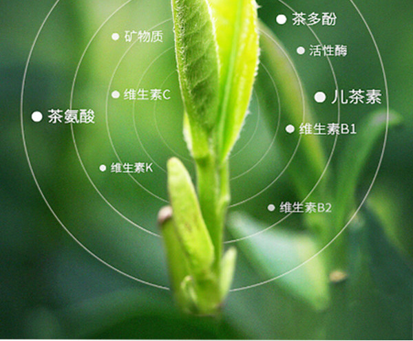 趣峡州 芽毛尖绿茶明前嫩芽茶叶绿茶浓香型手工茶