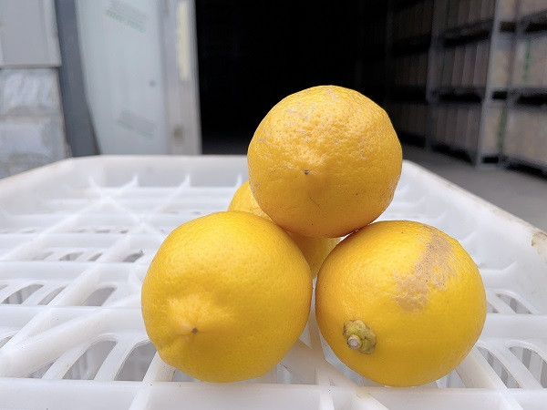 农家自产 （川工带川货）安岳宝森柠檬3级果2.5kg